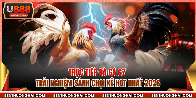 Trực Tiếp Đá Gà 67 - Trải Nghiệm Sảnh Chọi Kê Hot Nhất 2026
